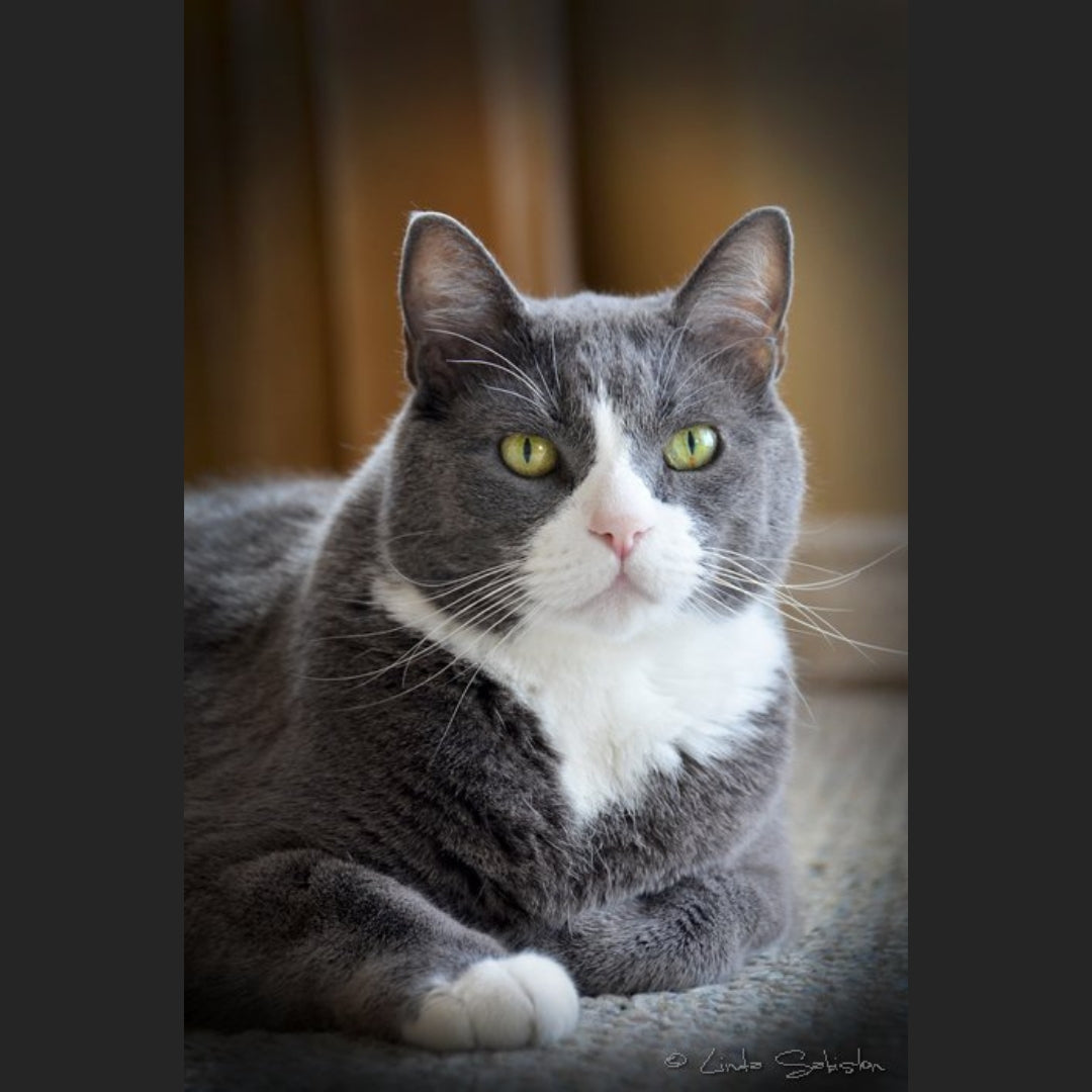 Gray and white cat named Boomer with green eyes sitting on a carpeted floor. 